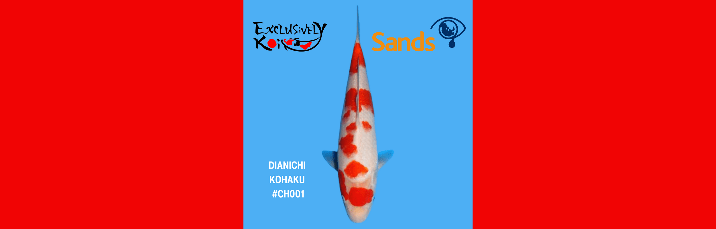 Charity koi Competition in support of SANDS