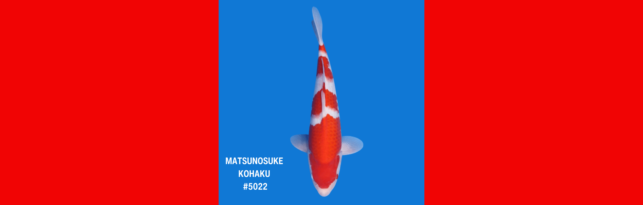 MATSUNOSUKE KOHAKU #5022