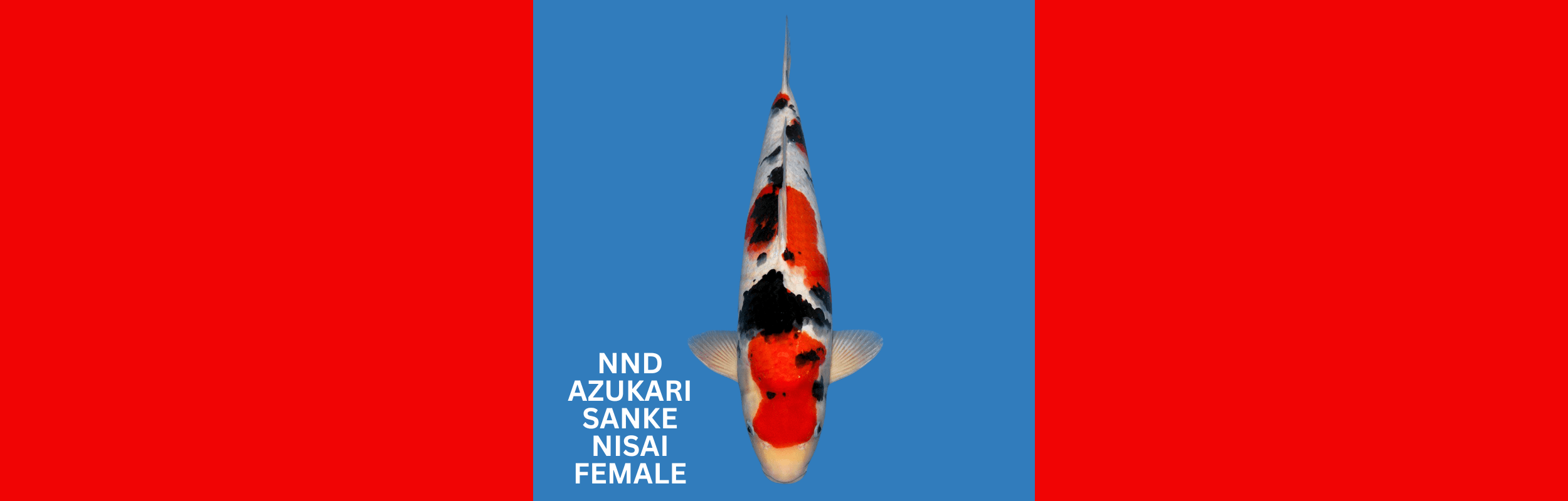 NND AZUKARI SANKE NISAI FEMALE