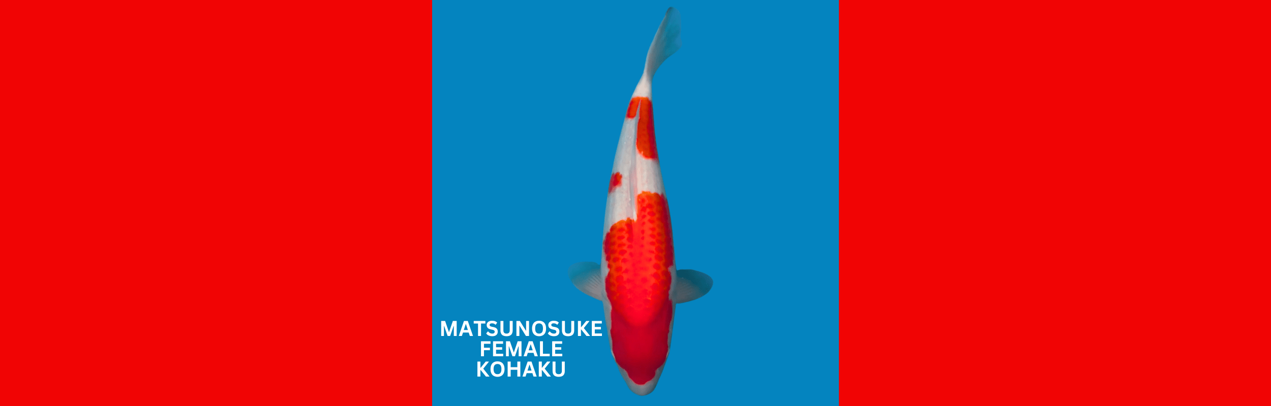 MATSUNOSUKE NISAI KOHAKU FEMALE