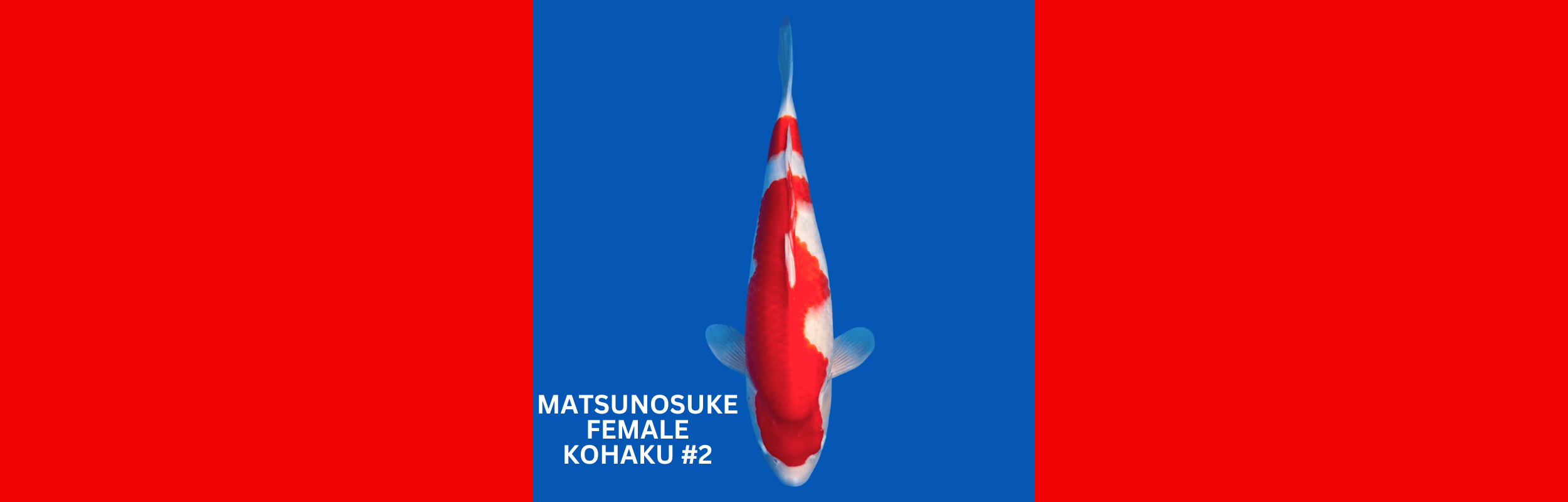 MATSUNOSUKE FEMALE KOHAKU #2 – LOW ODDS